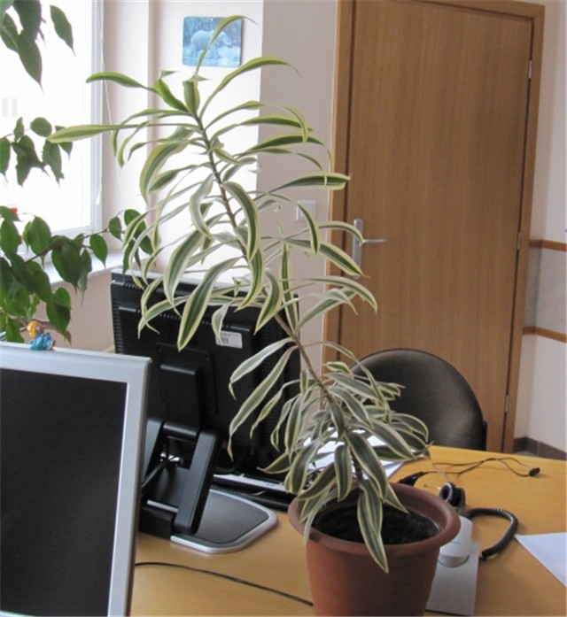 Dracena reflexa variegata